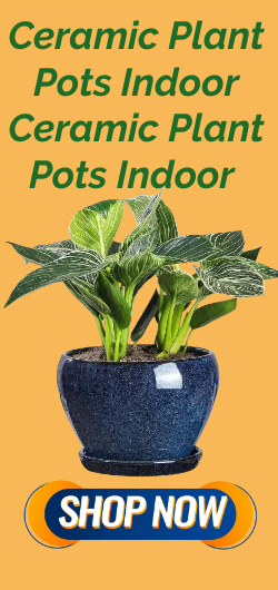 Ceramic Plant Pots Indoor