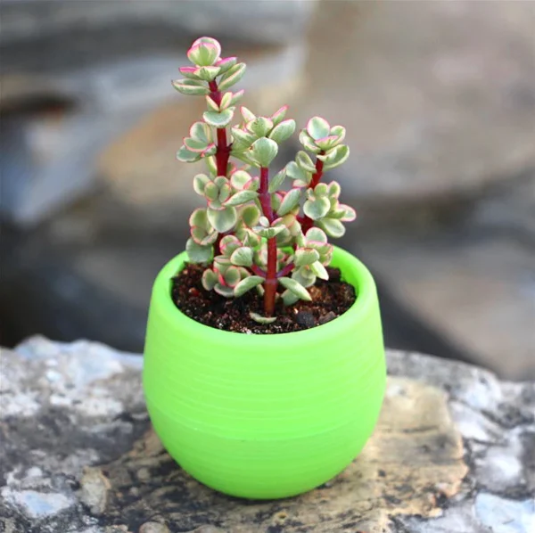 Mini Resin Stone Ball Flower Pot Multiple Colors Automatic Water Storage for Succulent Fleshy Potted Plants Home Garden Supplies - Image 3